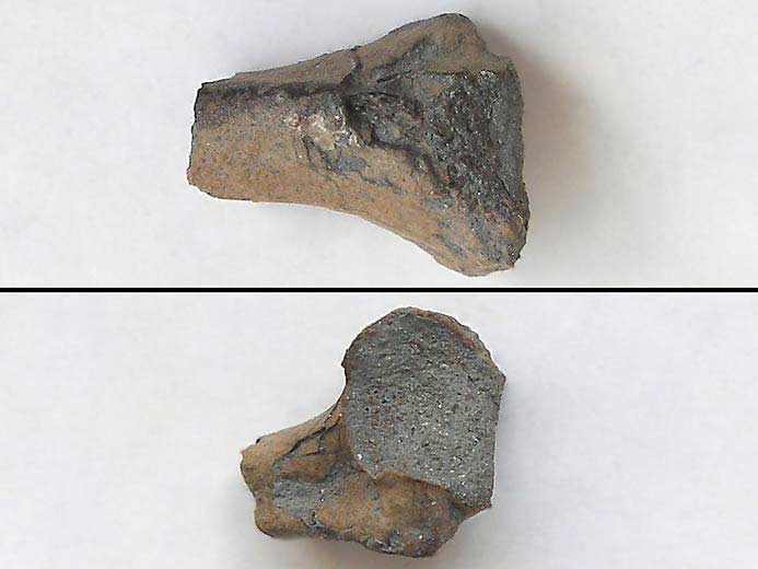 Poisson Amiiforme fossile jurassique Boulonnais