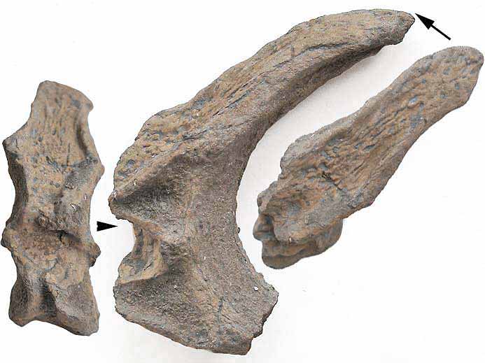 Hypoocentrum Poisson Amiiformefossile jurassique Boulonnais