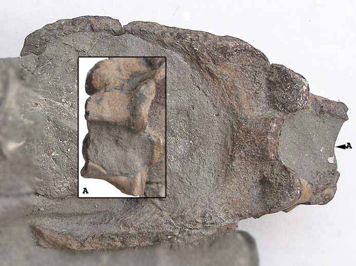 Hypoocentrum Poisson Amiiforme fossile jurassique Boulonnais