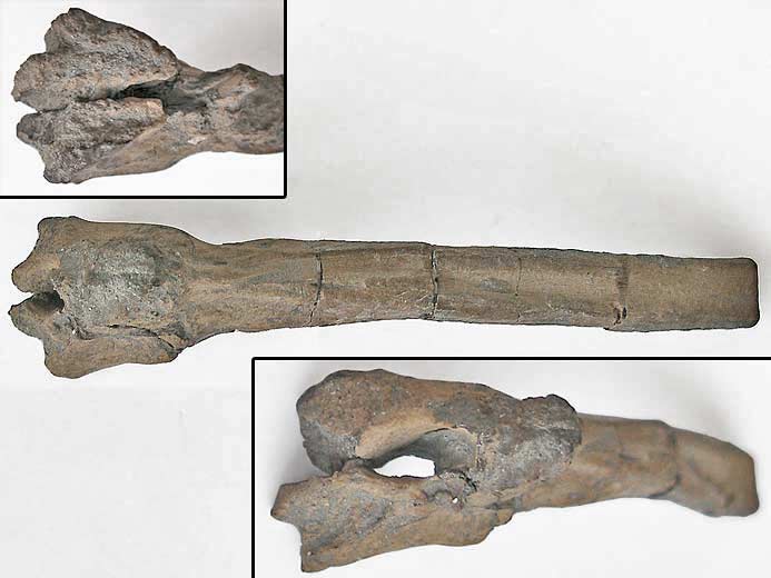 Poisson Amiiforme hmi-arc neural fossile jurassique Boulonnais