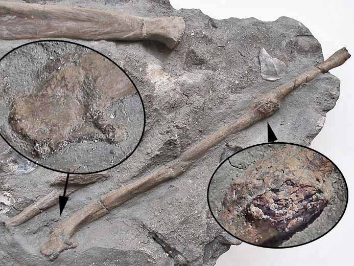 Os fossiles Poisson Amiiforme jurassique Boulonnais