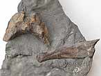 Pleurocentrum vertbre Poisson Amiiforme fossiles du jurassique Boulonnais