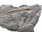 Os Poisson Amiiforme fossiles du jurassique Boulonnais