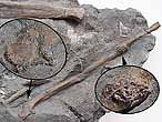 Os Poisson Amiiforme fossiles du jurassique Boulonnais