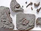 Poisson Amiiforme fossiles du jurassique Boulonnais