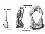 Hmi-arc neural Poisson Amiiforme fossiles du jurassique Boulonnais