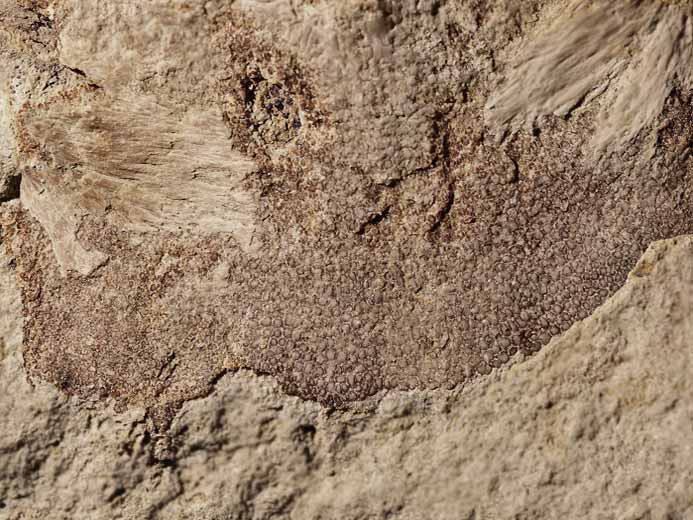 cartilage fossile de Chondrichthyes jurassique Boulonnais