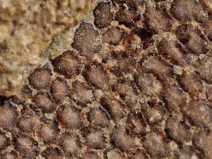 cartilage fossile de Chondrichthyes jurassique Boulonnais