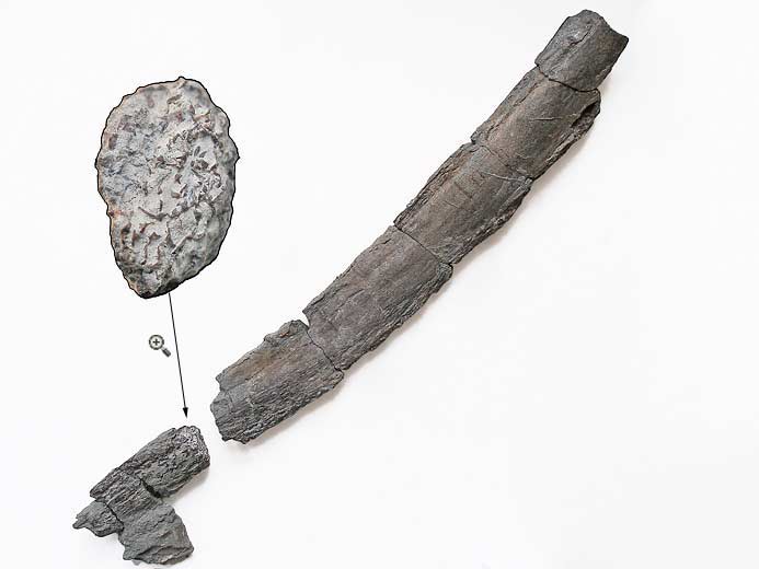 cartilage fossile jurassique Boulonnais