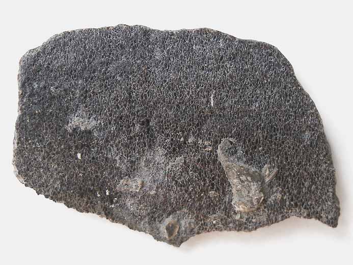 cartilage fossile jurassique Boulonnais