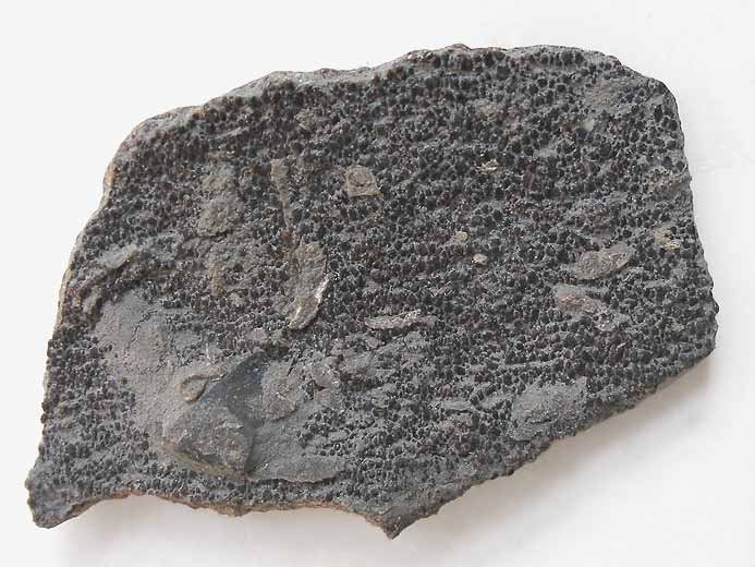 cartilage fossile jurassique Boulonnais