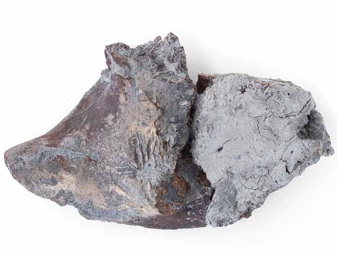 cartilage fossile jurassique Boulonnais