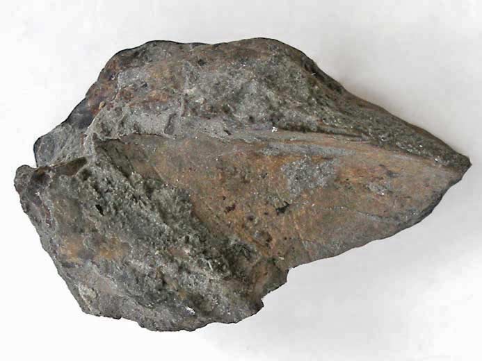 Planohybodus grossiconus : Cartilages fossiles jurassique Boulonnais