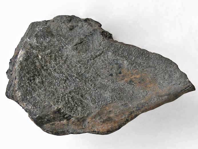 Planohybodus grossiconus : Cartilages fossiles jurassique Boulonnais