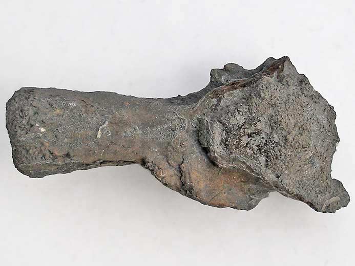 Planohybodus grossiconus : Cartilages fossiles jurassique Boulonnais