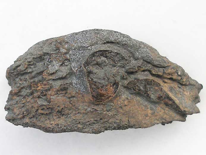 Planohybodus grossiconus : Cartilages fossiles jurassique Boulonnais
