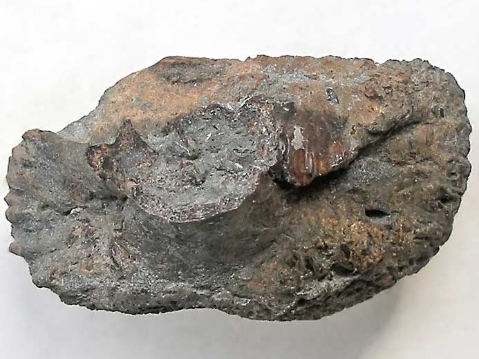 Planohybodus grossiconus : Cartilages fossiles jurassique Boulonnais