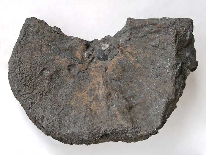 Planohybodus grossiconus : Cartilages fossiles jurassique Boulonnais