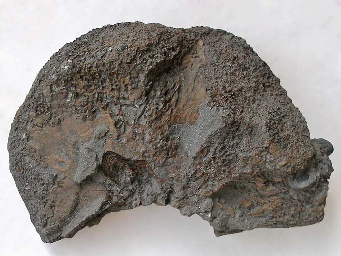 Planohybodus grossiconus : Cartilages fossiles jurassique Boulonnais