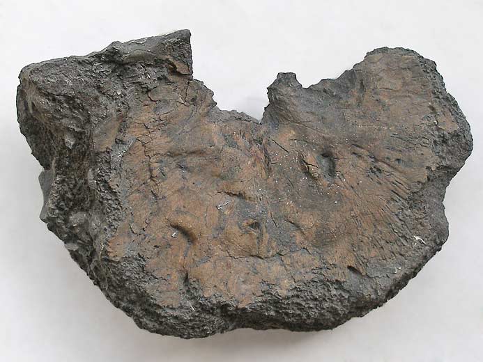 Planohybodus grossiconus : Cartilages fossiles jurassique Boulonnais