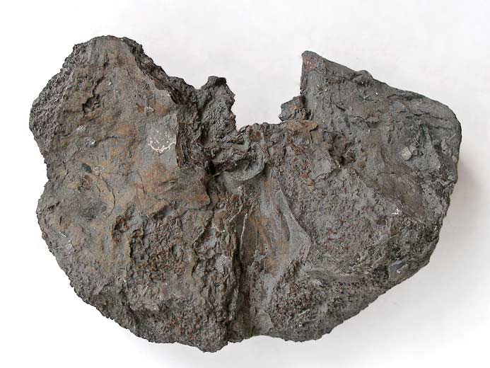 Planohybodus grossiconus : Cartilages fossiles jurassique Boulonnais