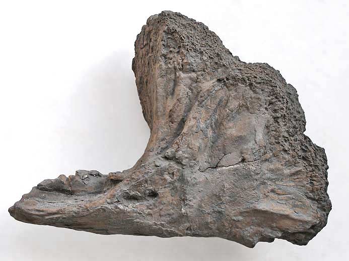 Planohybodus grossiconus : Cartilages fossiles jurassique Boulonnais