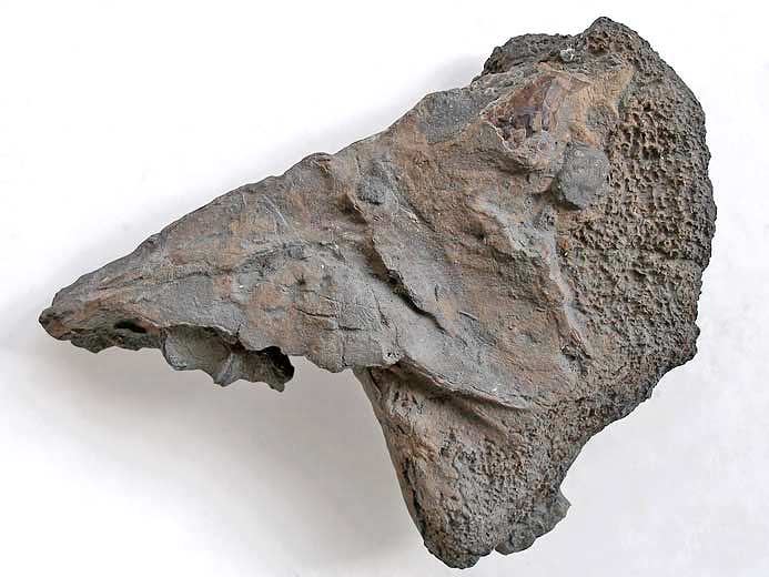 Planohybodus grossiconus : Cartilages fossiles jurassique Boulonnais