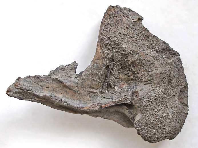 Planohybodus grossiconus : Cartilages fossiles jurassique Boulonnais