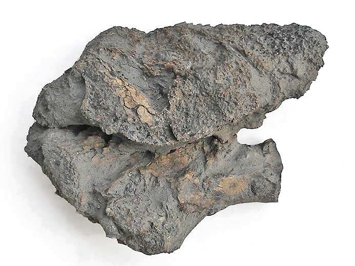 Planohybodus grossiconus : Cartilages fossiles jurassique Boulonnais