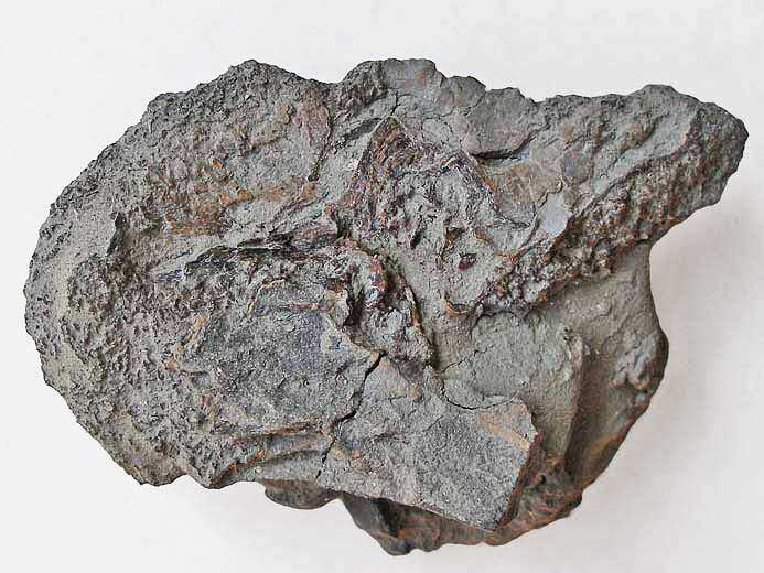 Planohybodus grossiconus : Cartilages fossiles jurassique Boulonnais