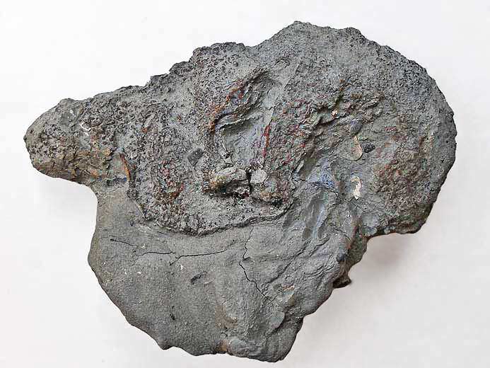 Planohybodus grossiconus : Cartilages fossiles jurassique Boulonnais
