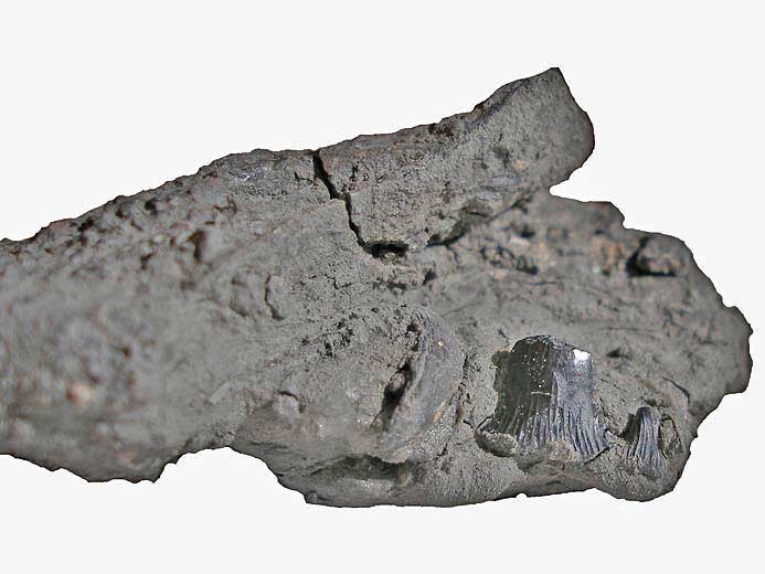 Planohybodus grossiconus : Cartilages fossiles jurassique Boulonnais