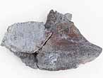 cartilage Fossile du jurassique Boulonnais