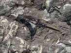 Cleithrum (clithrum): os de ceinture pectorale de Poisson fossile du jurassique Boulonnais