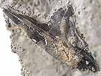 Cleithrum (clithrum): os de ceinture pectorale de Poisson fossile du jurassique Boulonnais