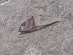 Cleithrum (clithrum): os de ceinture pectorale de Poisson fossile du jurassique Boulonnais