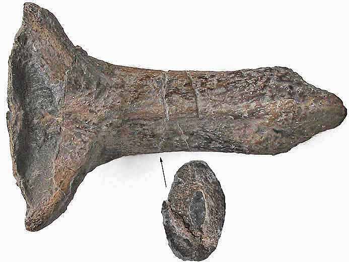 Clasper frontal d'Ischyodus fossile jurassique Boulonnais