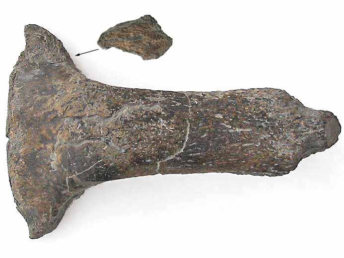 Clasper frontal d'Ischyodus fossile jurassique Boulonnais