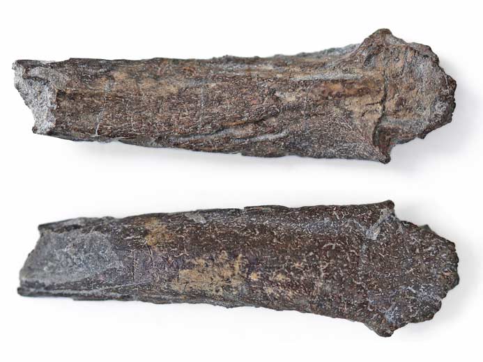 Clasper (tenaculum) frontal d'Ischyodus? fossile jurassique Boulonnais