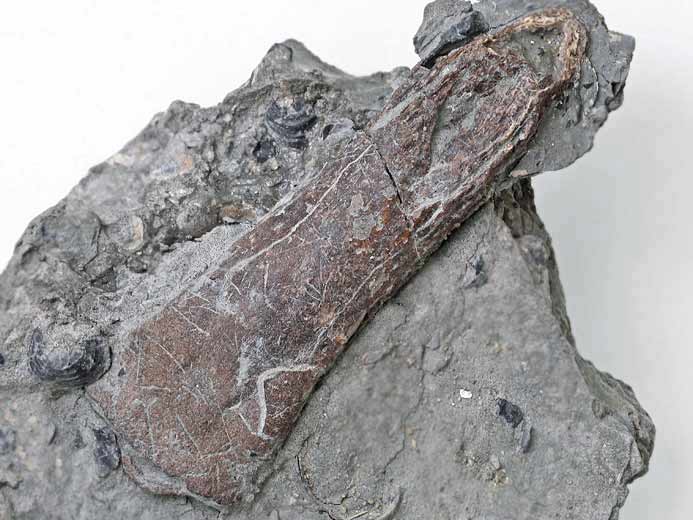 Clasper (tenaculum) frontal d'Ischyodus? fossile jurassique Boulonnais
