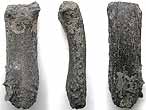 Claspers fossiles d'Ischyodus (Chimre) jurassique Boulonnais