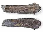 Claspers (tenacula) fossiles d'Ischyodus (Chimre) jurassique Boulonnais