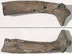 Cte fossile de Poisson du jurassique Boulonnais