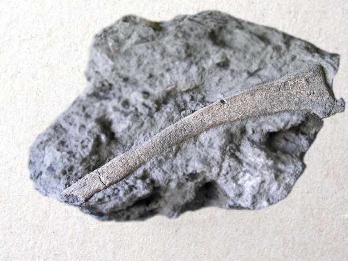 Fossile de cte fossile Ichthyosaurien du jurassique Boulonnais