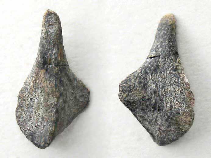Cte fossile Ichthyosaurien du jurassique Boulonnais