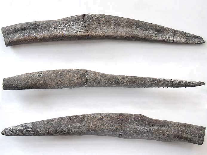 Cte fossile ventrale (gastralium) de Sauroptrygien - fossile du jurassique Boulonnais