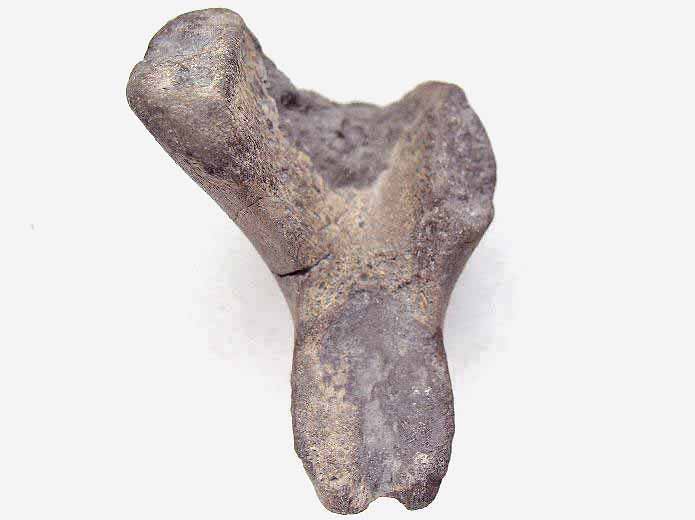 Cte de Crocodile fossile du jurassique Boulonnais