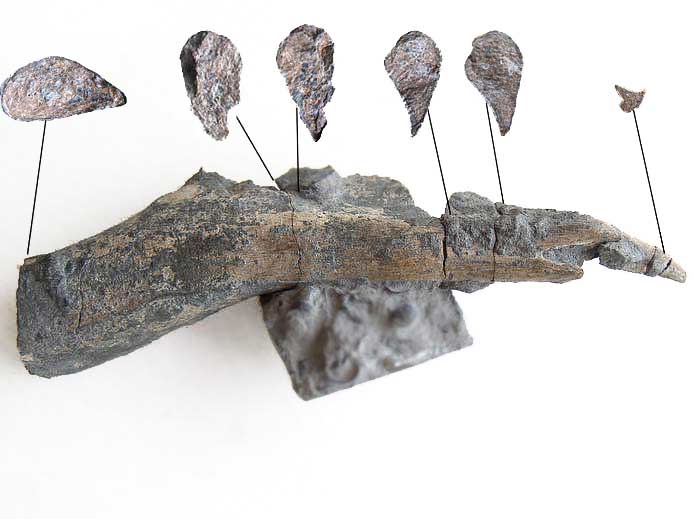 Cte de Crocodile fossile du jurassique Boulonnais