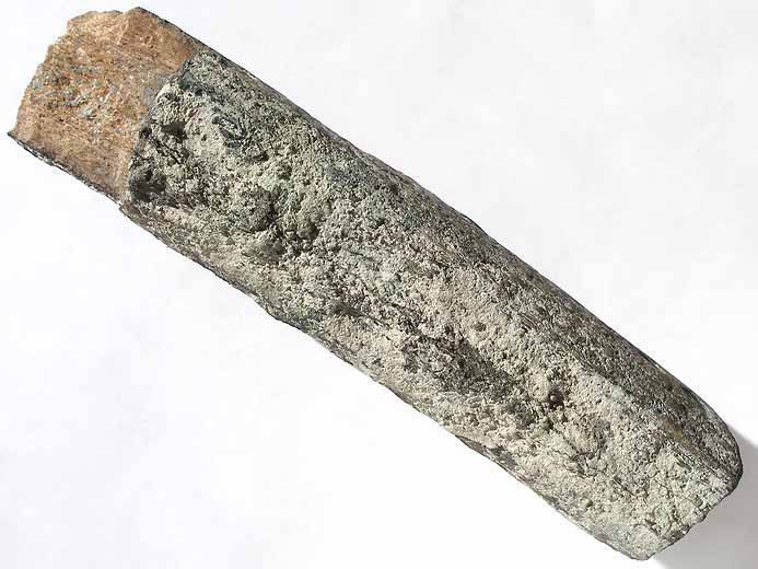 Cte fossile de Dinosaurien du jurassique Boulonnais