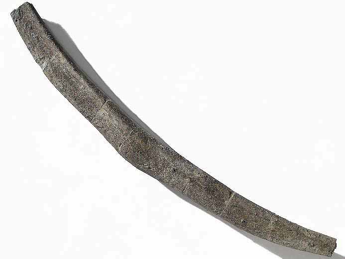 Cte fossile ventrale (gastralium) de Sauroptrygien du jurassique Boulonnais